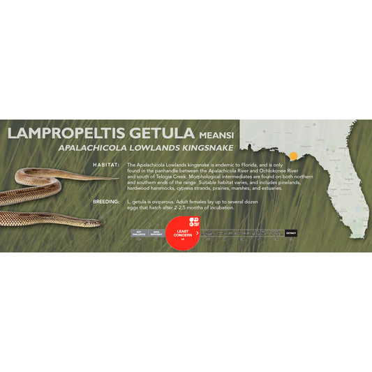 Apalachicola Lowlands Kingsnake (Lampropeltis getula meansi) Classic Vivarium Label