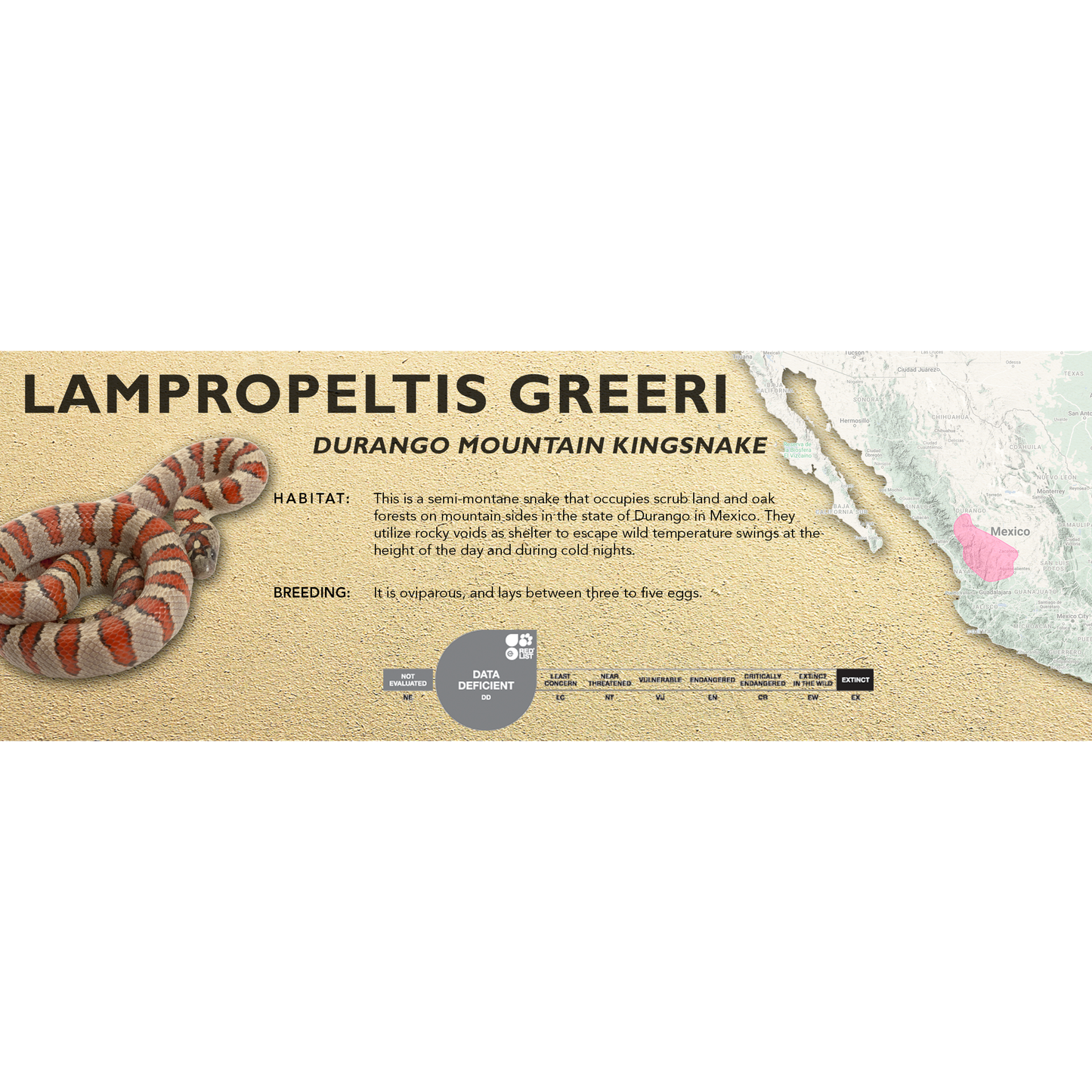 Durango Mountain Kingsnake (Lampropeltis greeri) Standard Vivarium Label