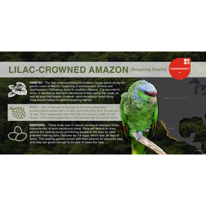 Lilac-Crowned Amazon (Amazona finschi) - Aluminum Sign