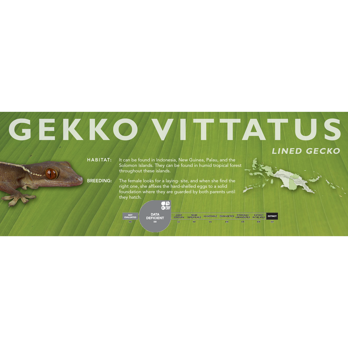 Lined Gecko (Gekko vittatus) Classic Vivarium Label