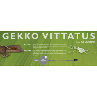 Lined Gecko (Gekko vittatus) Standard Vivarium Label