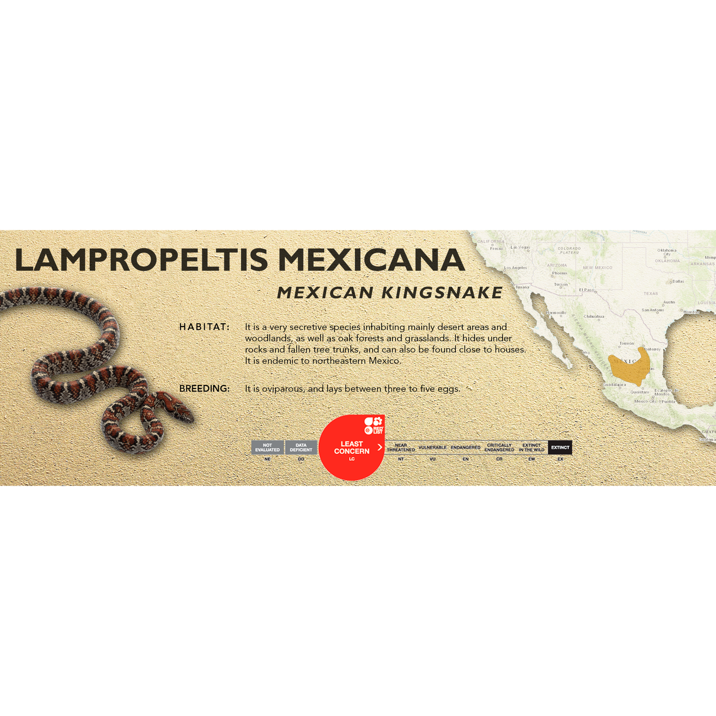 Mexican Kingsnake (Lampropeltis mexicana) Standard Vivarium Label