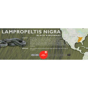 Black Kingsnake (Lampropeltis nigra) Standard Vivarium Label
