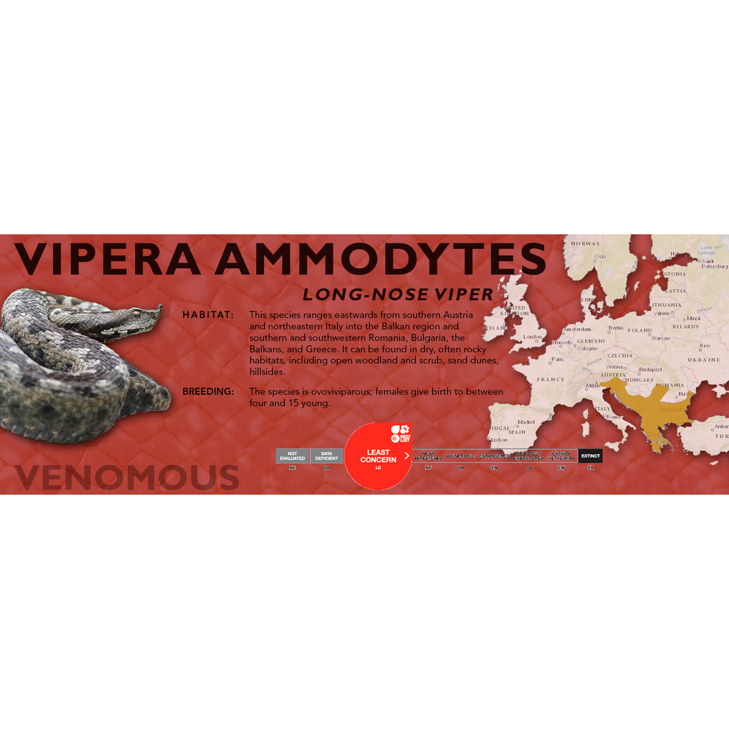Long-Nose Viper (Vipera ammodytes) Standard Vivarium Label