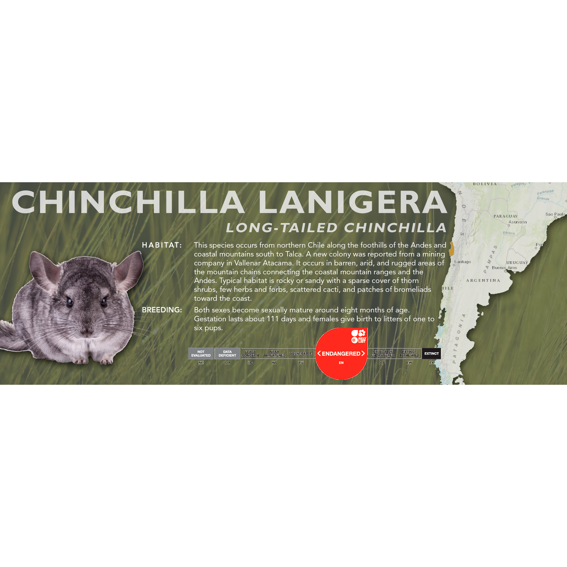 Long-Tailed Chinchilla (Chinchilla lanigera) Classic Vivarium