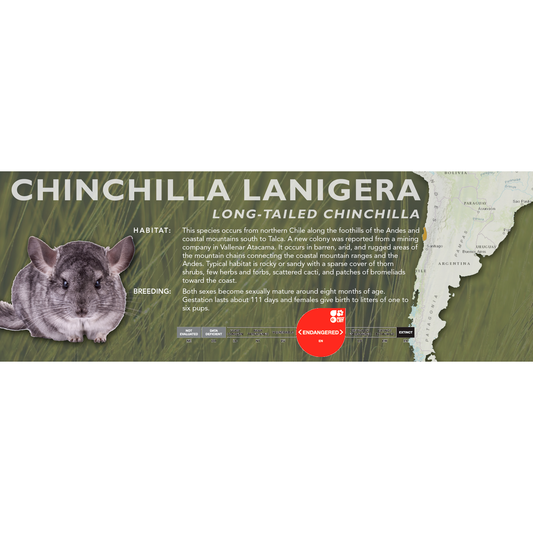 Long-Tailed Chinchilla (Chinchilla lanigera) - Classic Vivarium Label