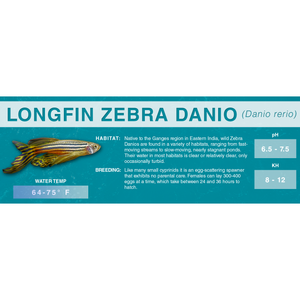 Zebra Danio (Danio rerio) - Standard Aquarium Label