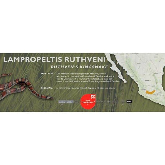 Ruthven's Kingsnake (Lampropeltis ruthveni) Classic Vivarium Label