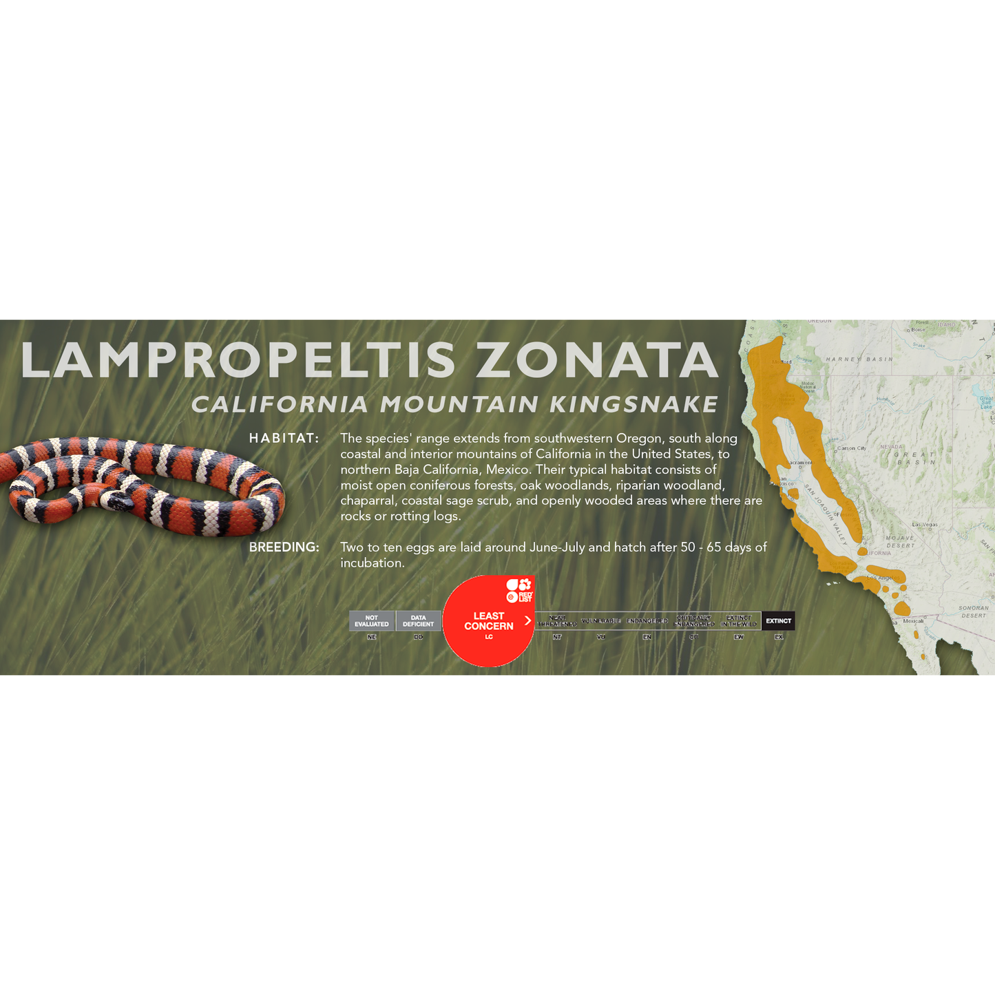 California Mountain Kingsnake (Lampropeltis zonata) Classic Vivarium Label