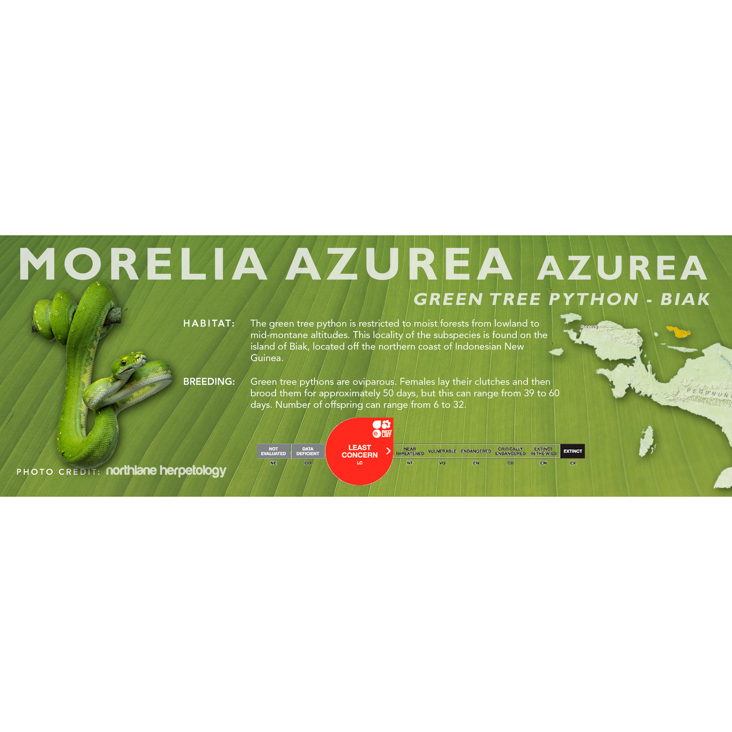 Green Tree Python (Morelia viridis, Morelia azurea) Classic Vivarium Label