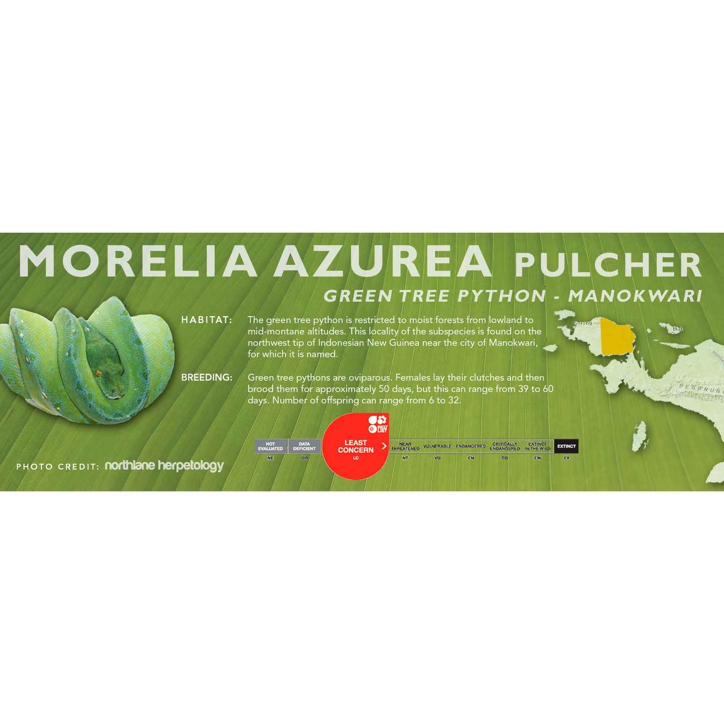 Green Tree Python (Morelia viridis, Morelia azurea) Classic Vivarium Label