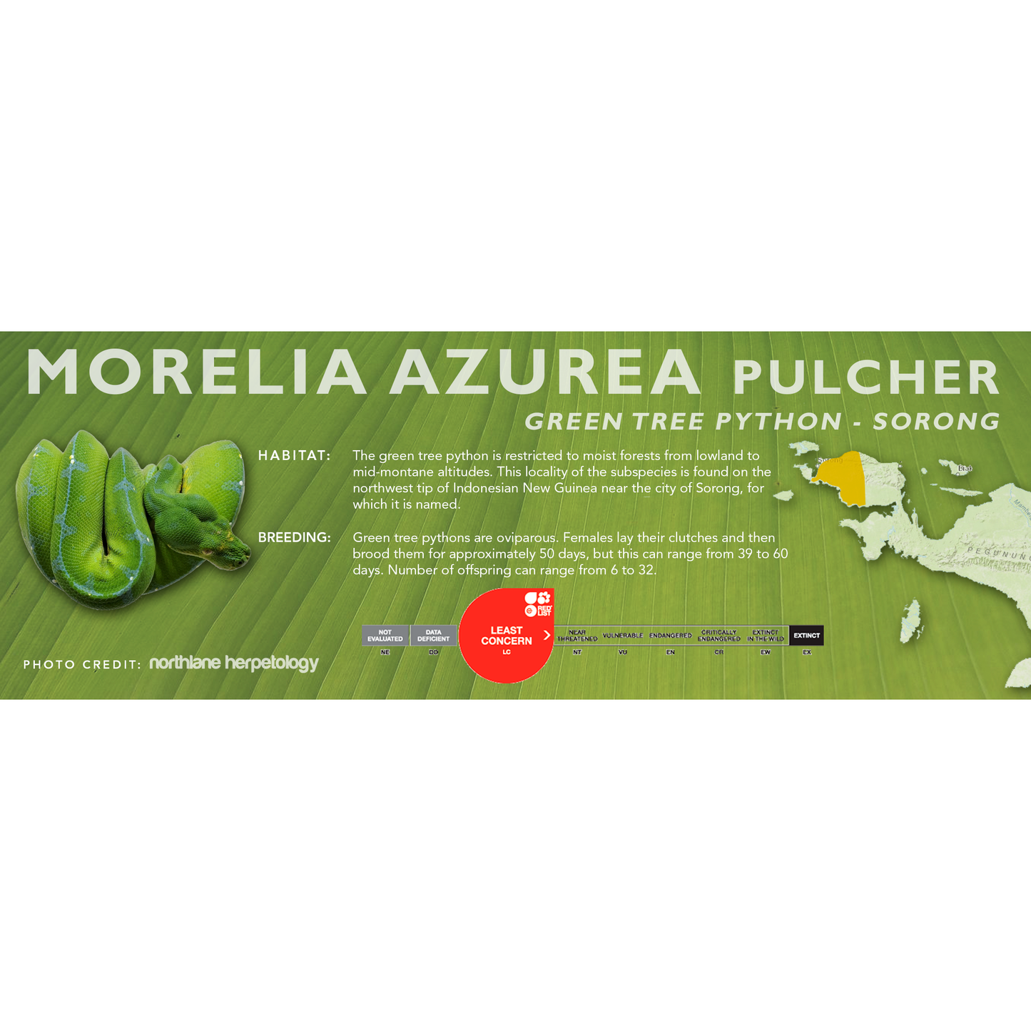 Green Tree Python (Morelia viridis, Morelia azurea) Classic Vivarium Label