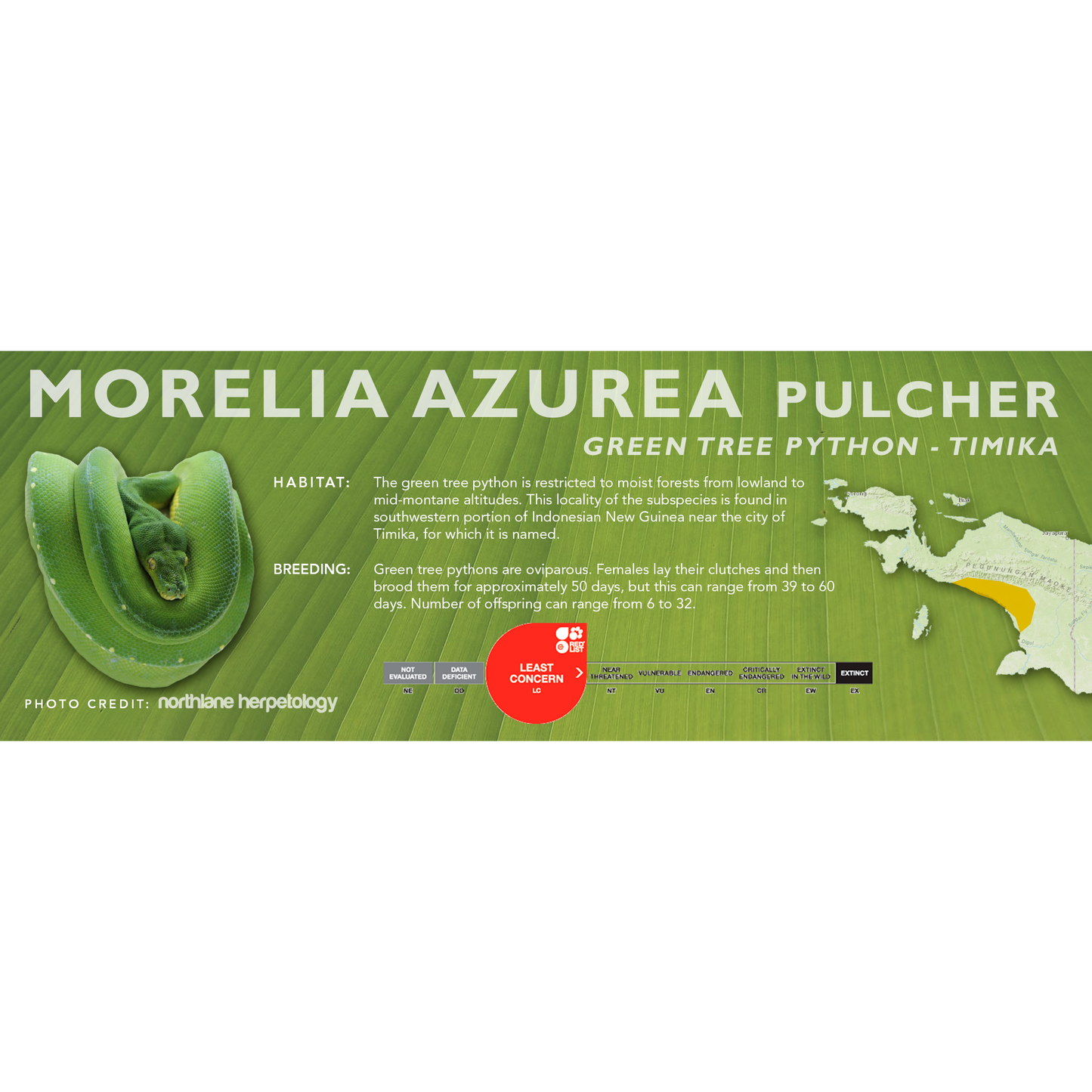 Green Tree Python (Morelia viridis, Morelia azurea) Classic Vivarium Label