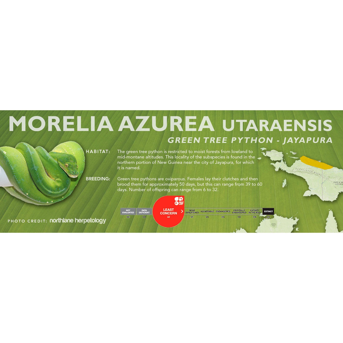 Green Tree Python (Morelia viridis, Morelia azurea) Classic Vivarium Label