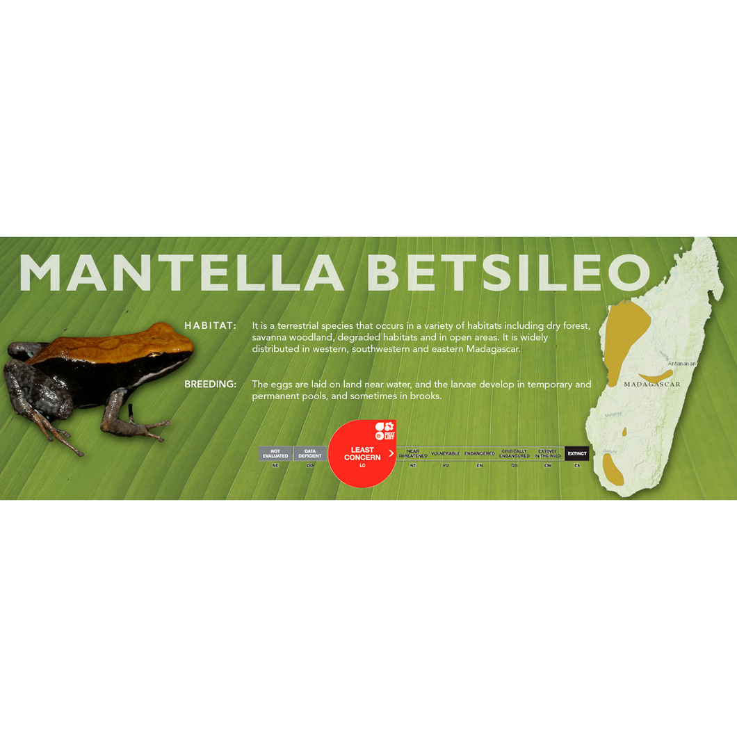 Mantella betsileo - Standard Vivarium Label