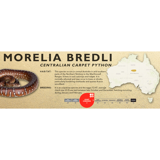 Centralian Carpet Python (Morelia bredli) Standard Vivarium Label