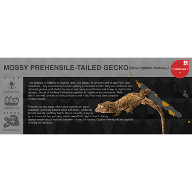 Mossy Prehensile-Tailed Gecko (Mniarogekko chahoua) - Black Series Vivarium Label