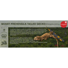Load image into Gallery viewer, Mossy Prehensile-Tailed Gecko (Mniarogekko chahoua) - Black Series Vivarium Label
