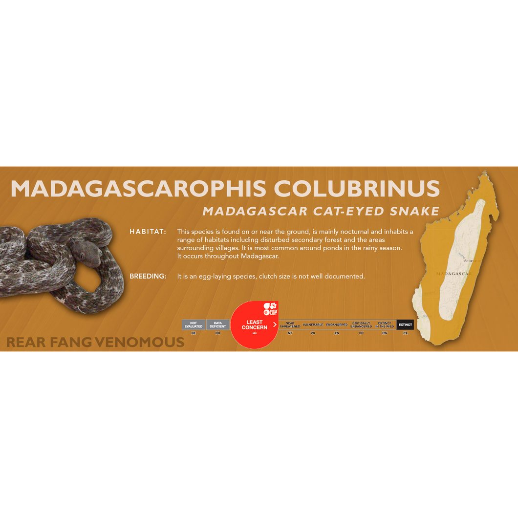 Madagascar Cat-Eyed Snake (Madagascarophis colubrinus) Standard Vivarium Label