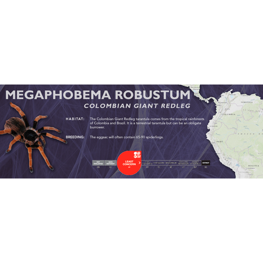 Colombian Giant Redleg (Megaphobema robustum) - Classic Vivarium Label