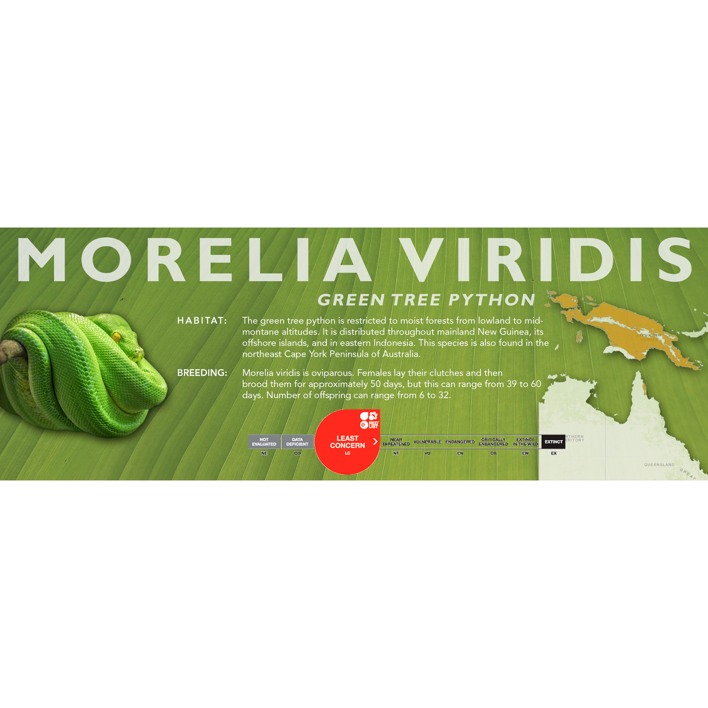 Green Tree Python (Morelia viridis, Morelia azurea) Classic Vivarium Label