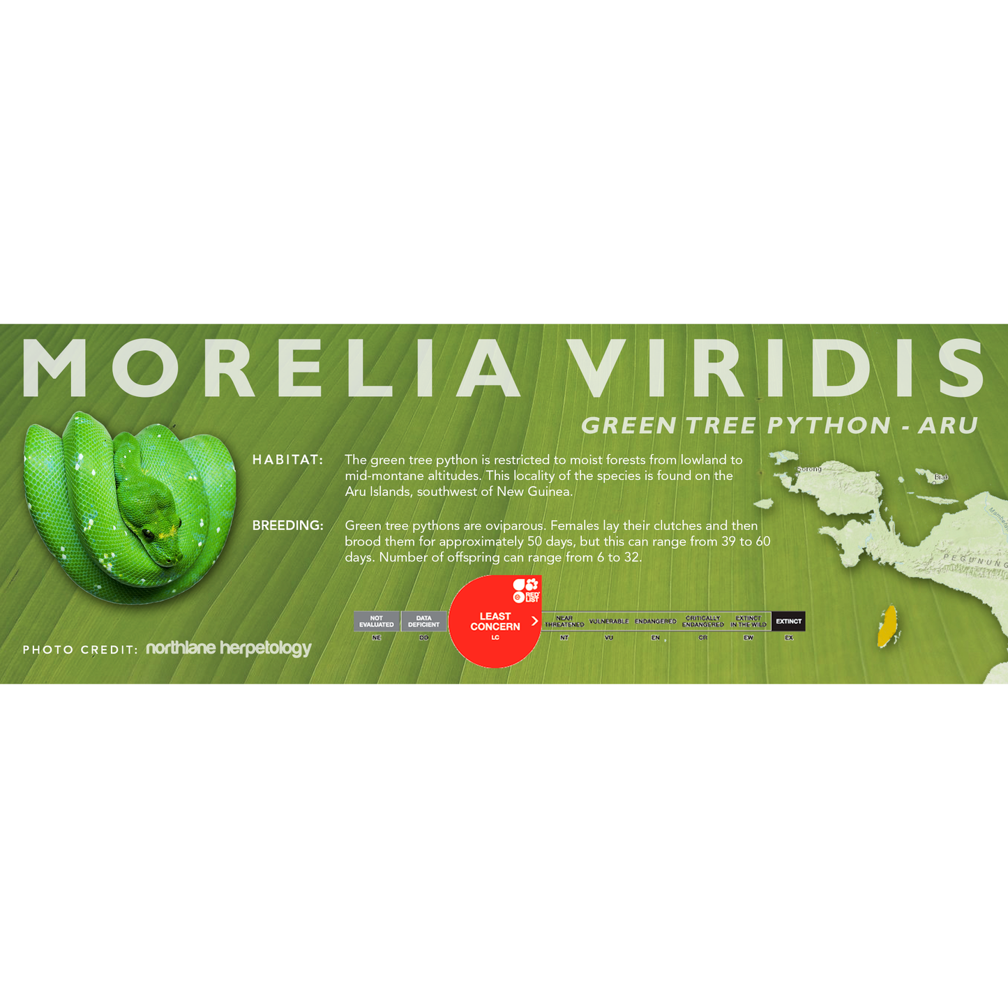 Green Tree Python (Morelia viridis, Morelia azurea) Classic Vivarium Label