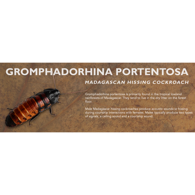 Gromphadorhina portentosa (Madagascan Hissing Cockroach) - Roach Label