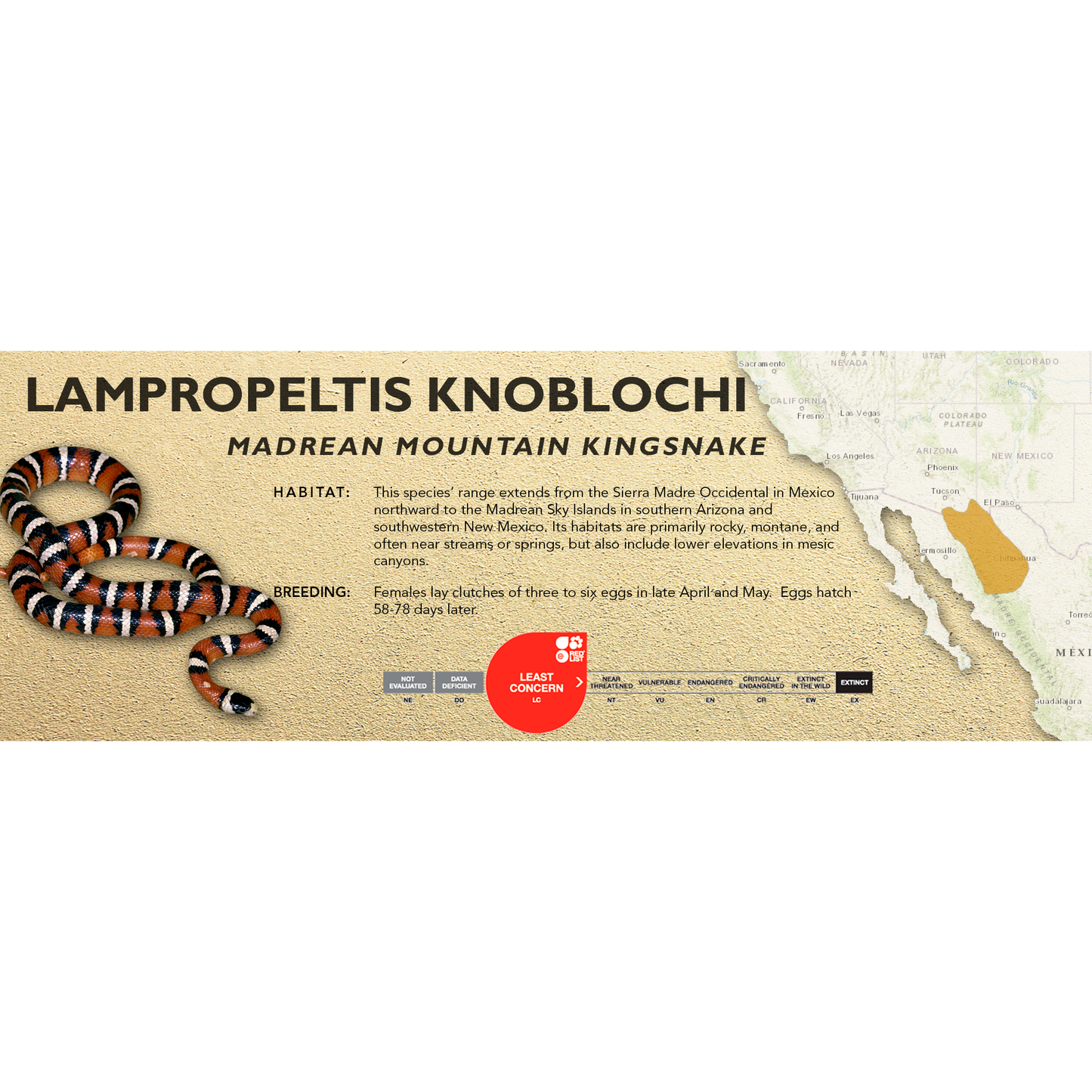 Madrean Mountain Kingsnake (Lampropeltis knoblochi) Standard Vivarium Label