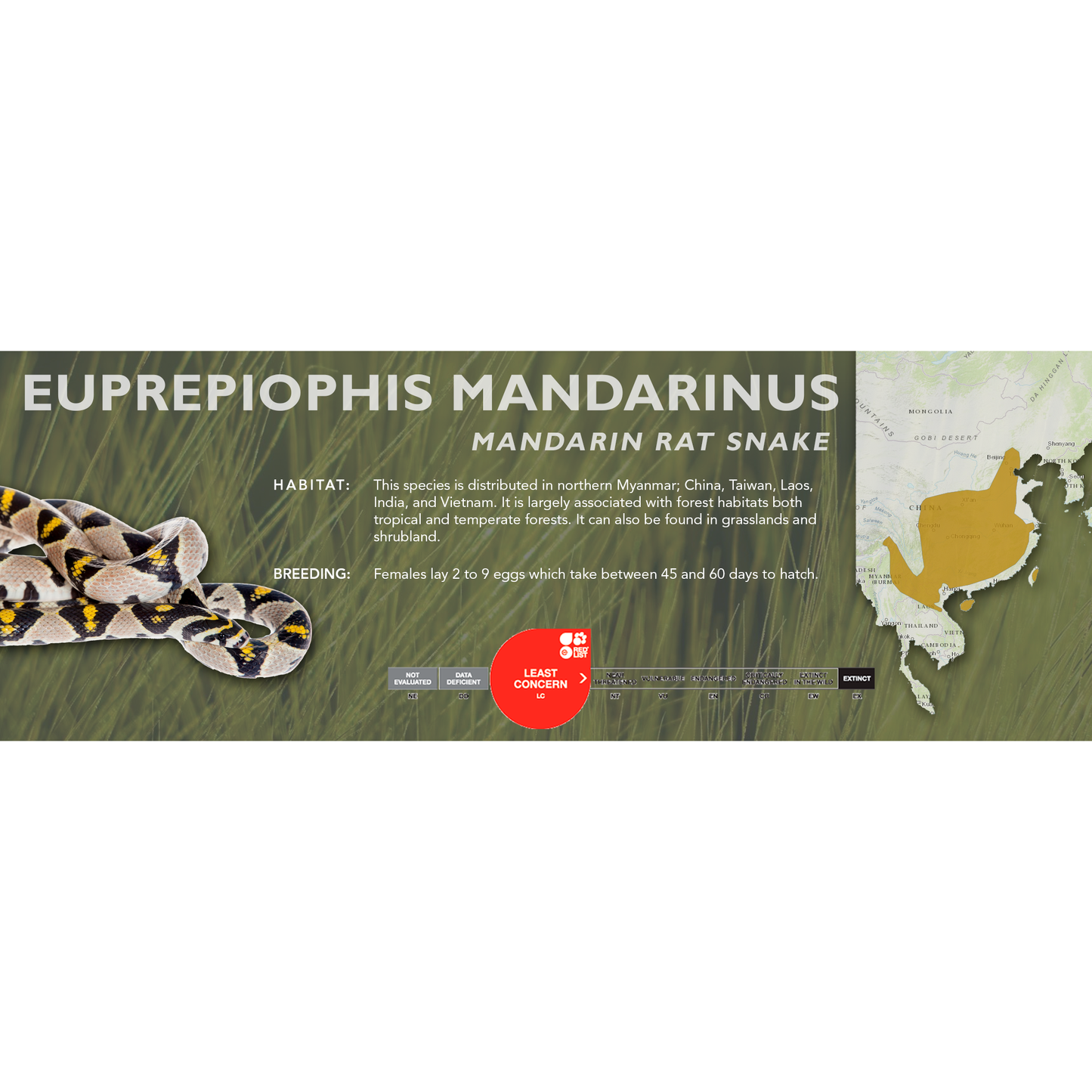 Mandarin Rat Snake (Euprepiophis mandarinus) Classic Vivarium Label