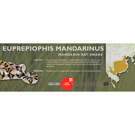 Mandarin Rat Snake (Euprepiophis mandarinus) Classic Vivarium Label