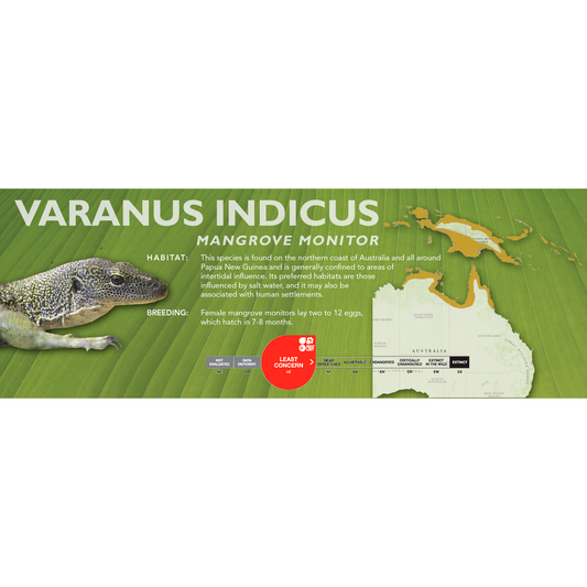 Mangrove Monitor (Varanus indicus) Classic Vivarium Label