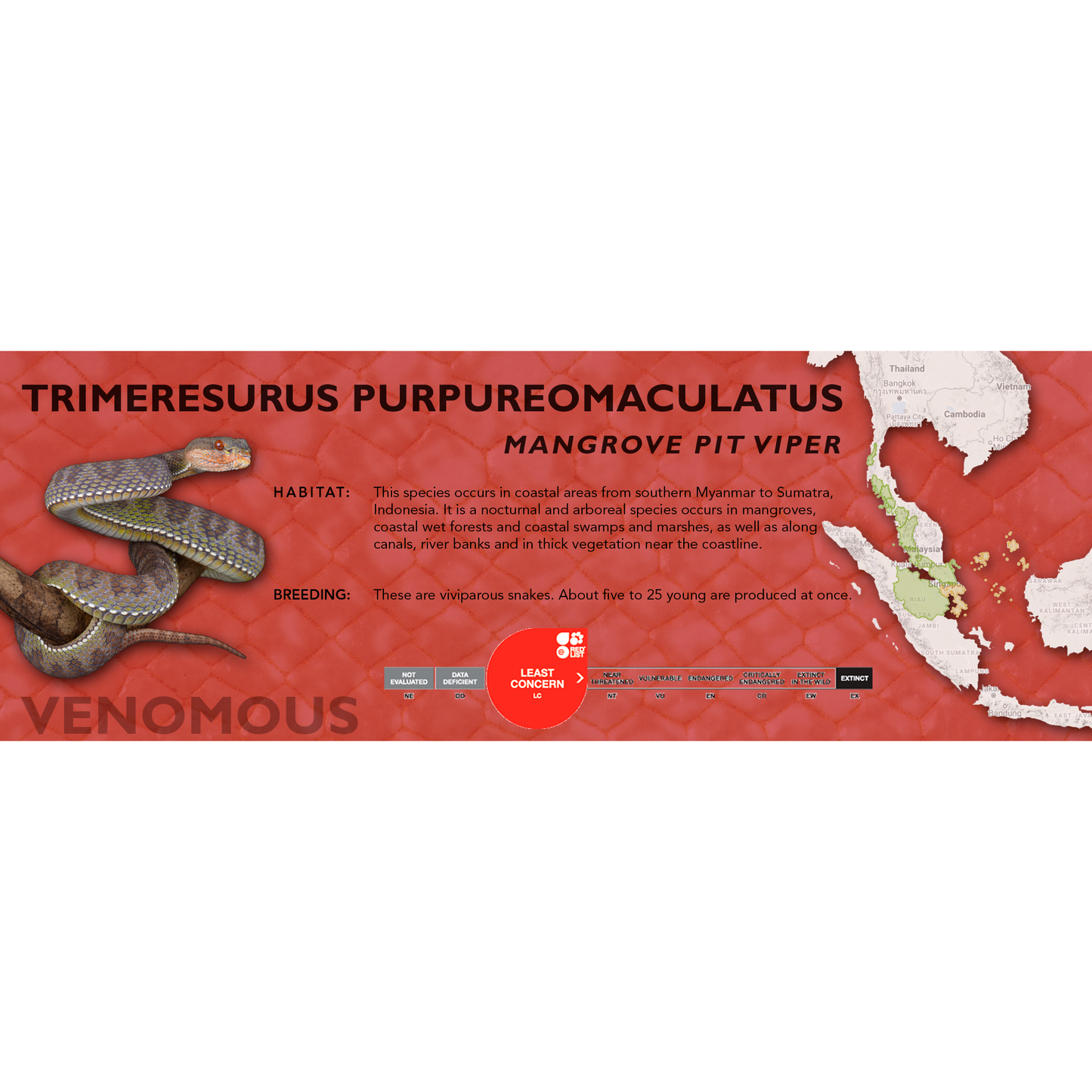 Mangrove Pit Viper (Trimeresurus purpureomaculatus) Classic Vivarium Label