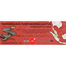 Load image into Gallery viewer, Mangrove Pit Viper (Trimeresurus purpureomaculatus) Standard Vivarium Label