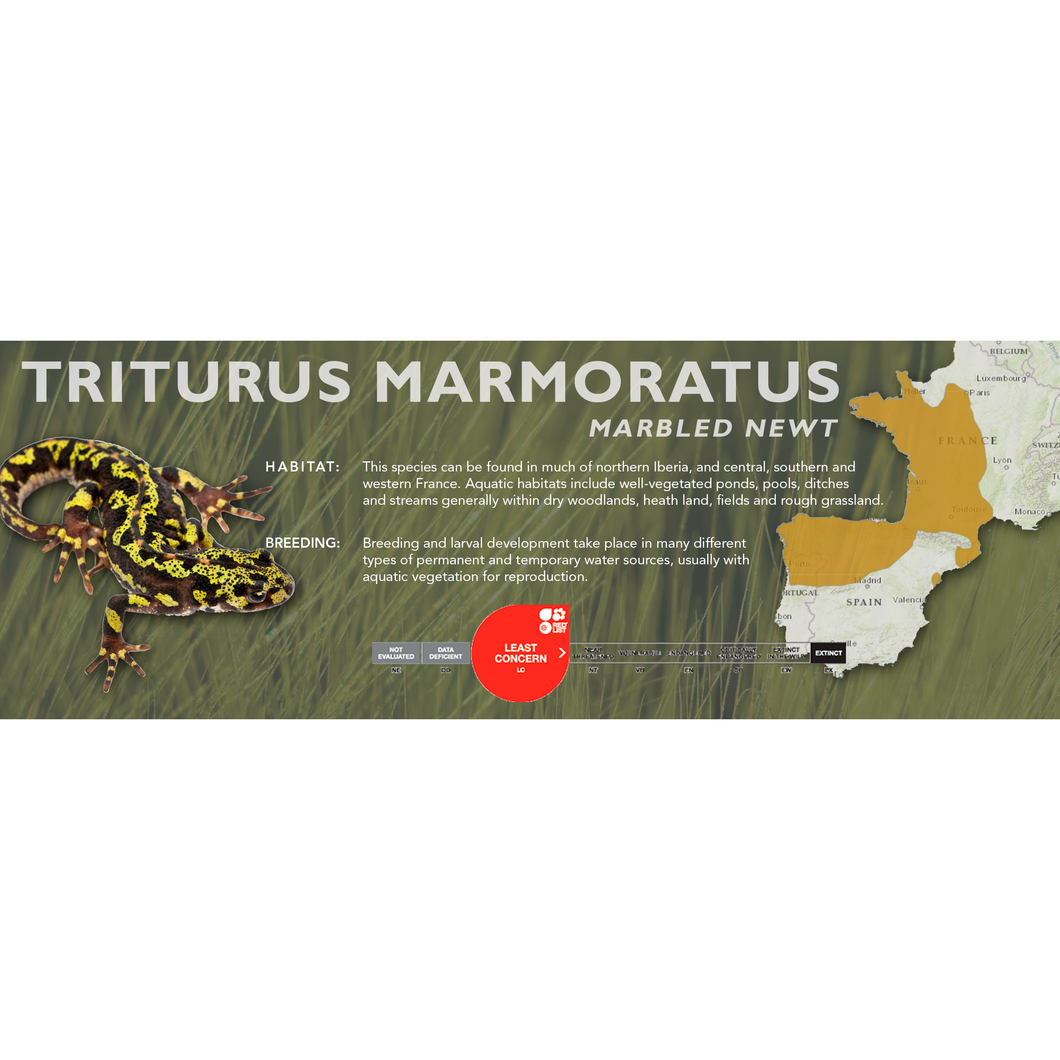 Marbled Newt (Triturus marmoratus) - Standard Vivarium Label