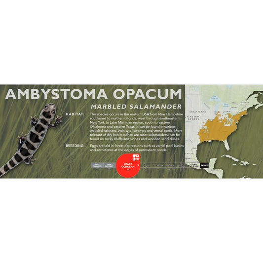 Marbled Salamander (Ambystoma opacum) - Classic Vivarium Label