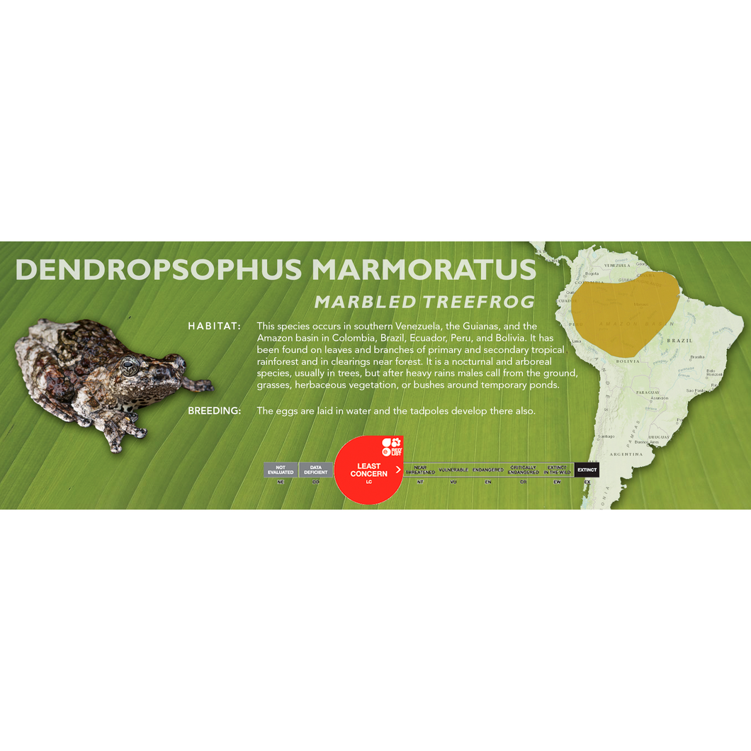 Marbled Tree Frog (Dendropsophus marmoratus) - Standard Vivarium Label