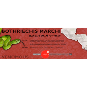 March's Palm Pit Viper (Bothriechis marchi) Standard Vivarium Label