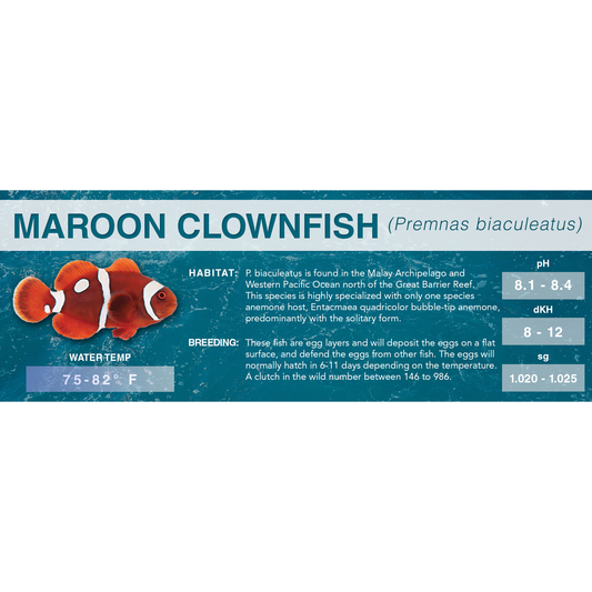 Maroon Clownfish (Premnas biaculeatus) - Standard Aquarium Label