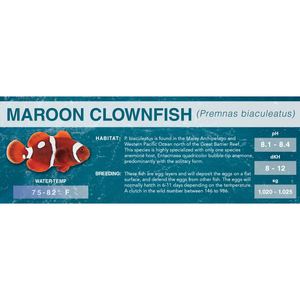 Maroon Clownfish (Premnas biaculeatus) - Standard Aquarium Label