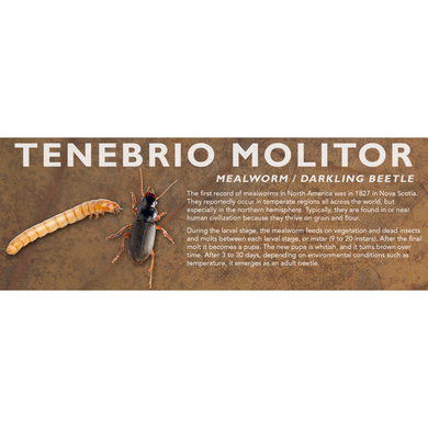 Tenebrio molitor (Mealworm / Darkling Beetle) - Feeder Label