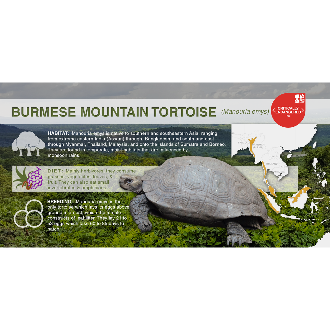Burmese Mountain Tortoise (Manouria emys) - Aluminum Sign