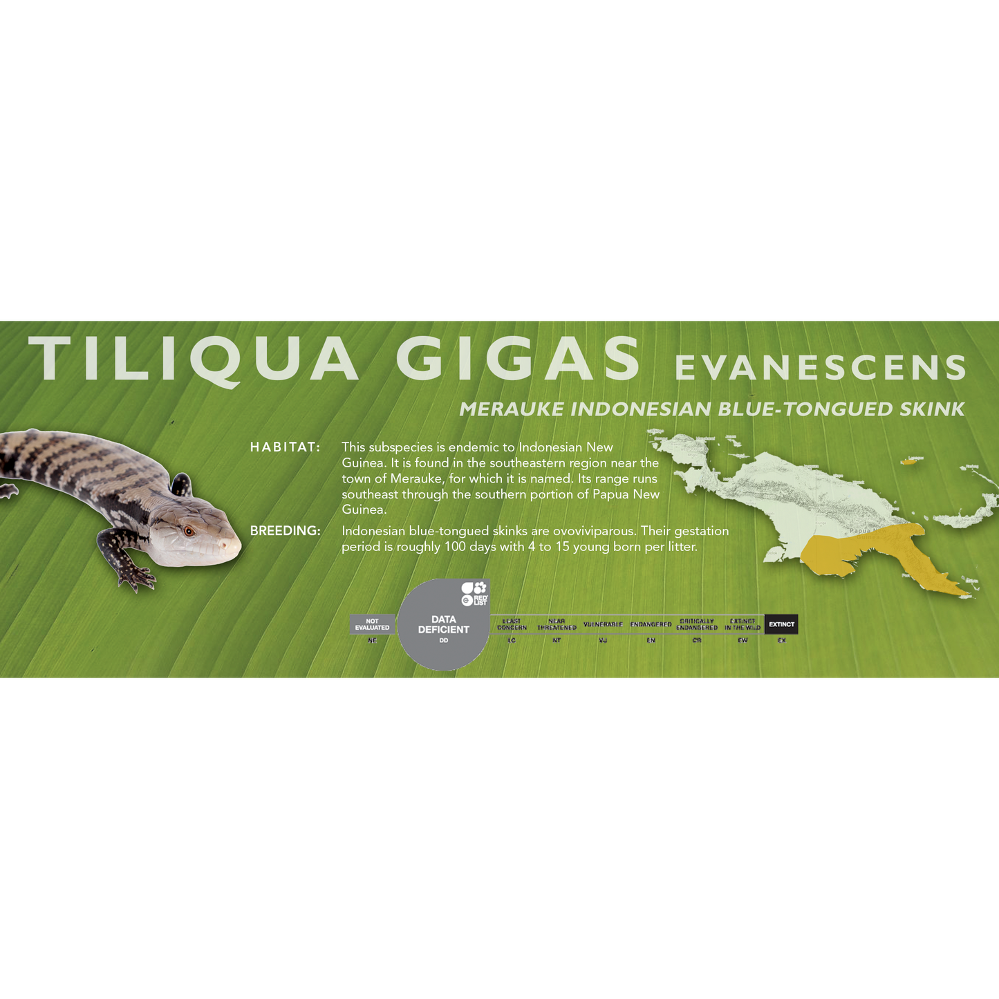 Indonesian Blue-Tongued Skink (Tiliqua gigas) Standard Vivarium Label