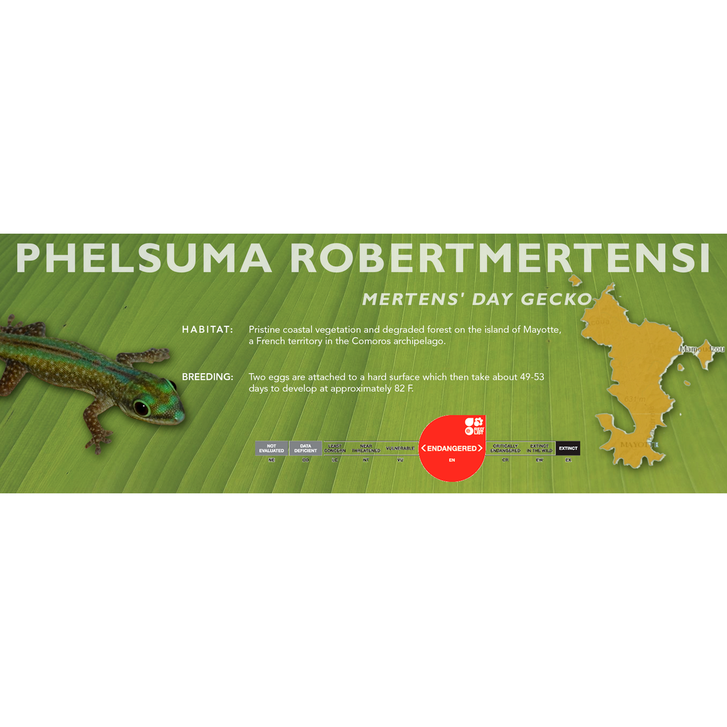 Mertens' Day Gecko (Phelsuma robertmertensi) Standard Vivarium Label