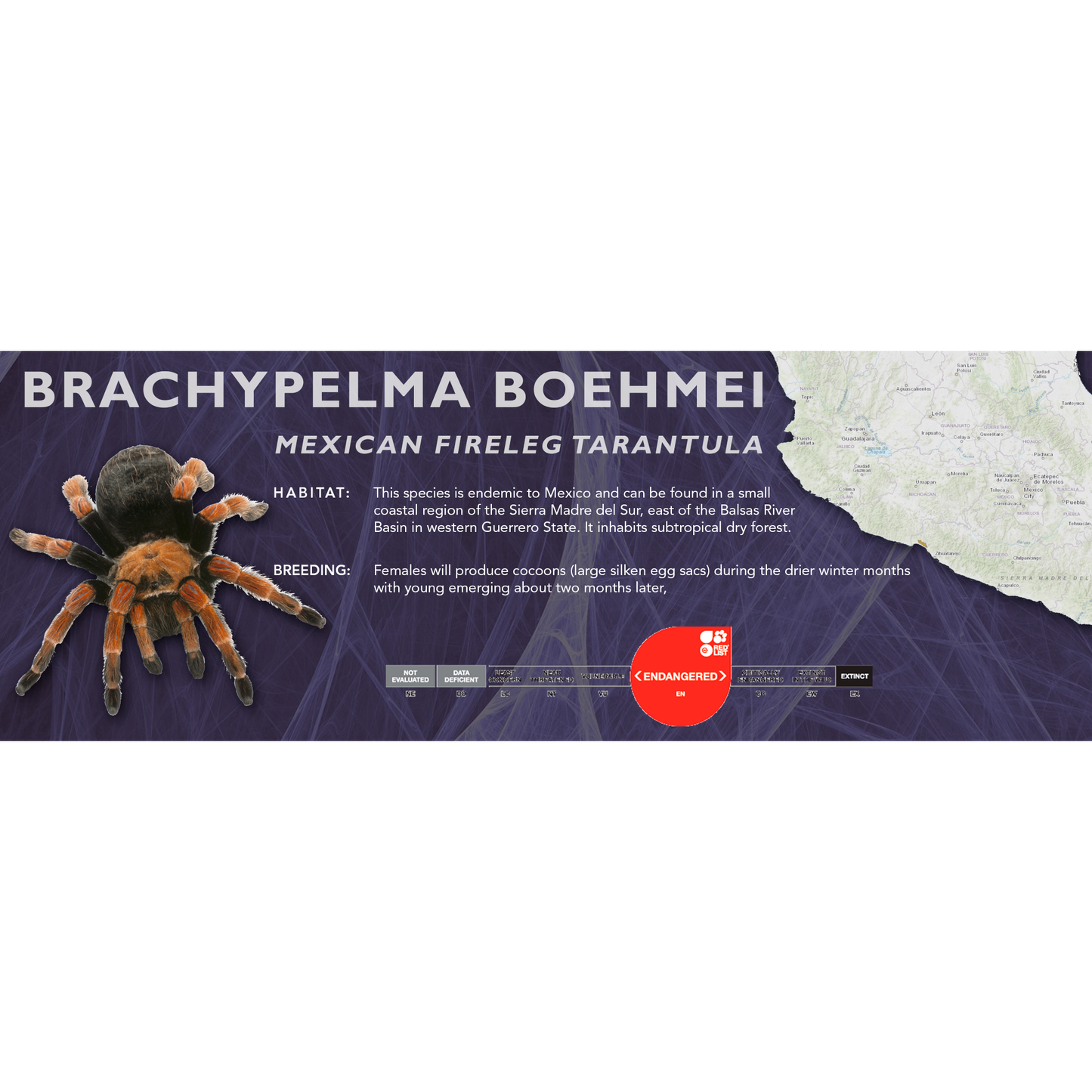 Mexican Fireleg Tarantula (Brachypelma boehmei) - Classic Vivarium Label