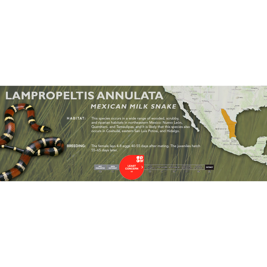 Mexican Milk Snake (Lampropeltis annulata) Classic Vivarium Label