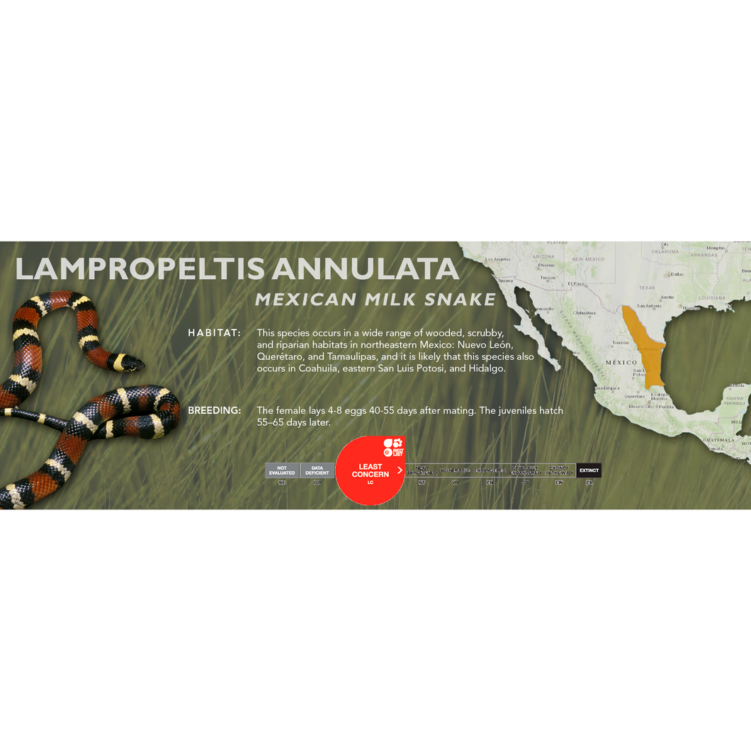 Mexican Milk Snake (Lampropeltis annulata) Standard Vivarium Label
