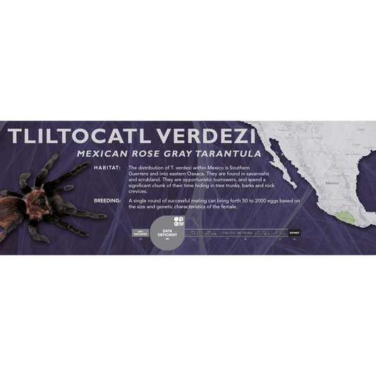 Mexican Rose Gray Tarantula (Tliltocatl verdezi) - Classic Vivarium Label