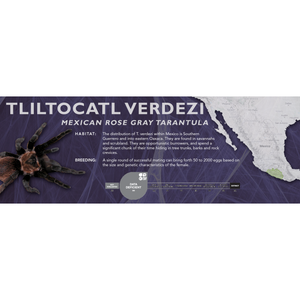 Mexican Rose Gray Tarantula (Tliltocatl verdezi) - Standard Vivarium Label