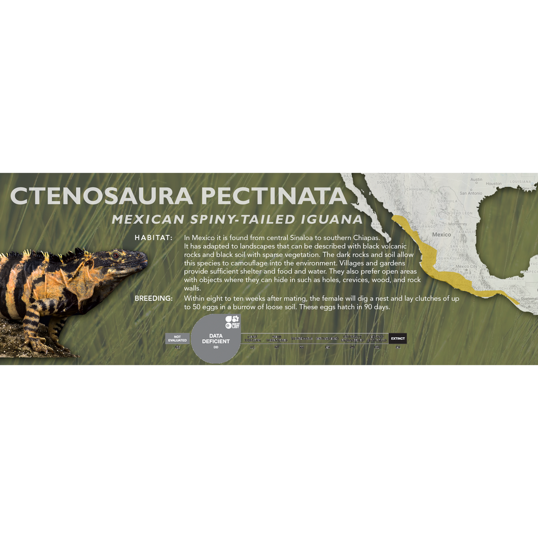 Mexican Spiny-Tailed Iguana (Ctenosaura pectinata) Standard Vivarium Label