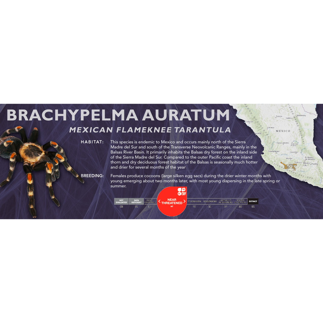 Mexican Flameknee Tarantula (Brachypelma auratum) - Standard Vivarium Label